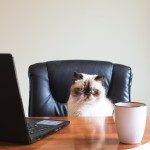 business-cat-in-office